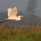 Egret
